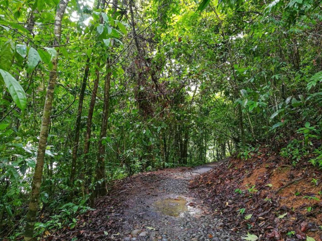 Vista Alta Ecolodge Bahia Drake Drake Bay ภายนอก รูปภาพ
