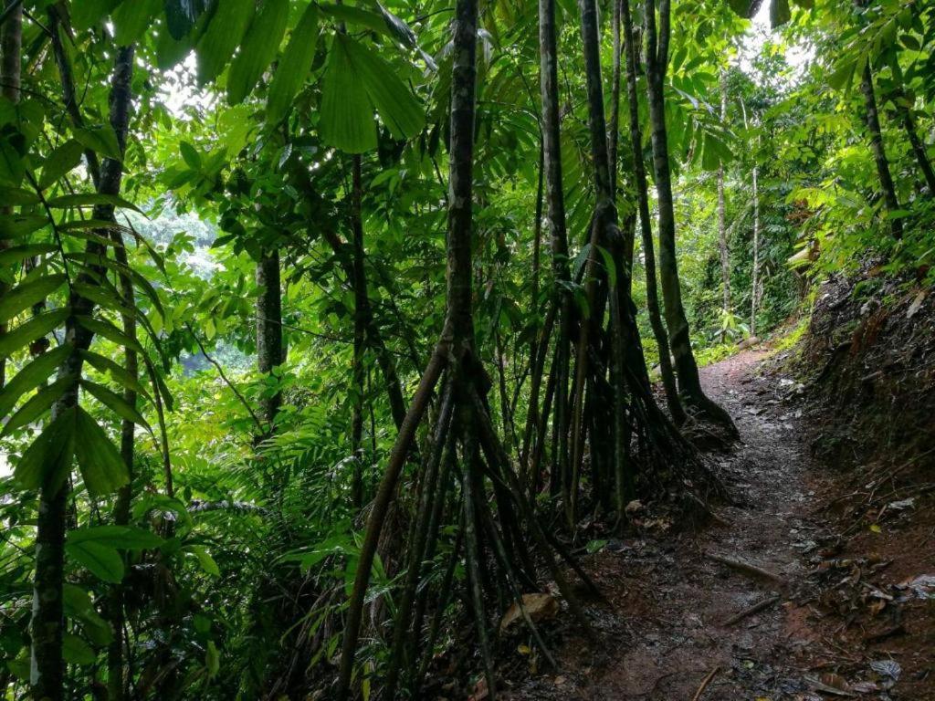Vista Alta Ecolodge Bahia Drake Drake Bay ภายนอก รูปภาพ