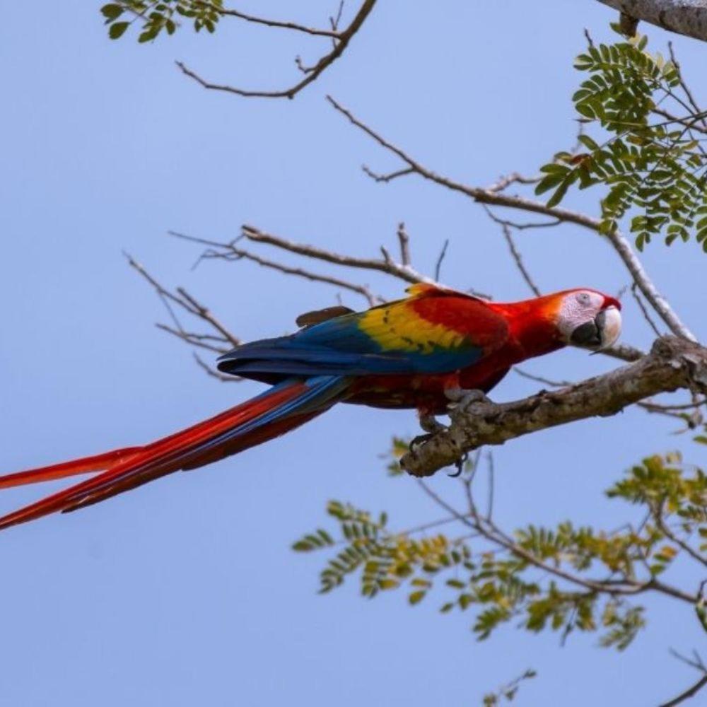 Vista Alta Ecolodge Bahia Drake Drake Bay ภายนอก รูปภาพ